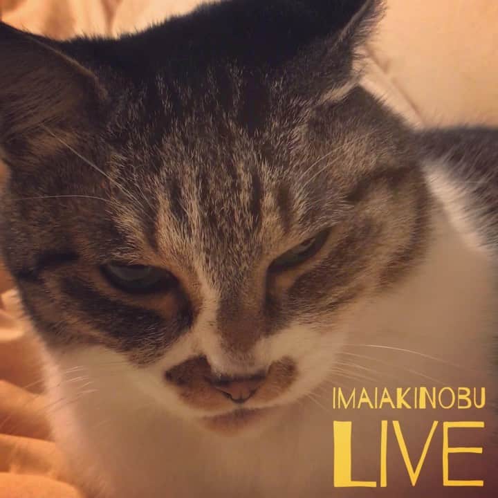 イマイアキノブのインスタグラム