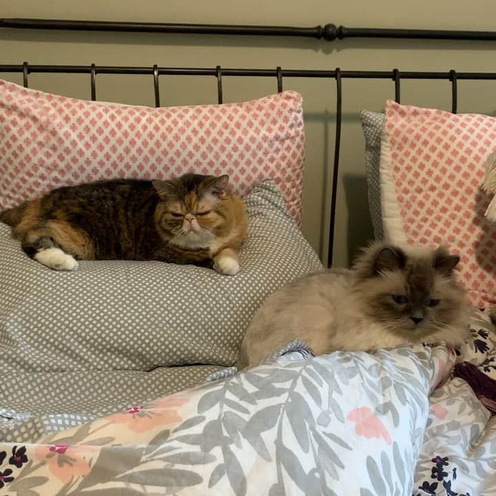 Tinaのインスタグラム：「Friday, am I right?! 😹」