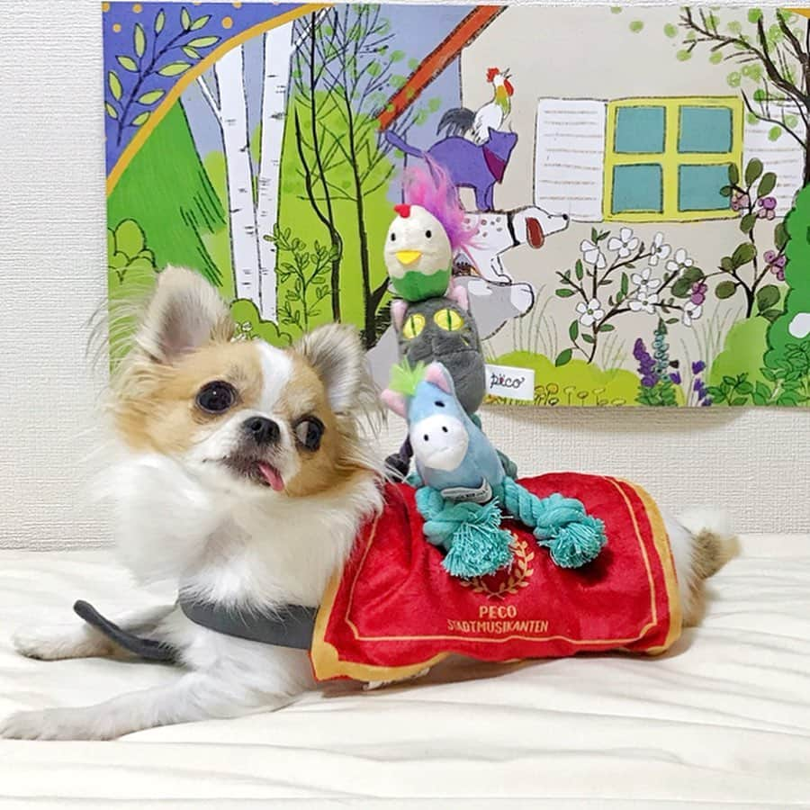 ちまさんのインスタグラム写真 - (ちまInstagram)「Town Musicians of Bremen🎺 ・ 毎月のお楽しみ #PECOBOX が届いたよ💕 今回は #pecoブレーメンの音楽隊 🐴🐩🐈🐓🎶 ・ ちまの小さい背中に乗せるの難しかった〜！ 音楽隊の向き間違えてる写真もあるけど かわいいから載せちゃうよ🎺 #PECOBOXフレンズ のみなさんは 上手に音楽隊できててすごいです👏🏻🎶 ・ #chima #ちま #チワワ #chihuahua #ชิวาวา #ふわもこ部 #PECOいぬ部 #sniffandbarkens #WeeklyFluff #cutepetclub #doggy_lovings」6月14日 22時16分 - chima.chihuahua