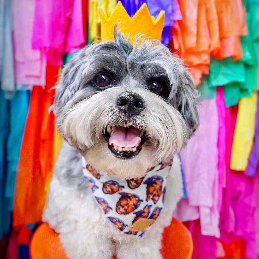 DogsOf Instagramのインスタグラム：「STORY TAKEOVER! “California knows how to party!” writes @arnedoodle | Tap our Stories and check out Arne’s rad 5th birthday party! 🎂🎉」