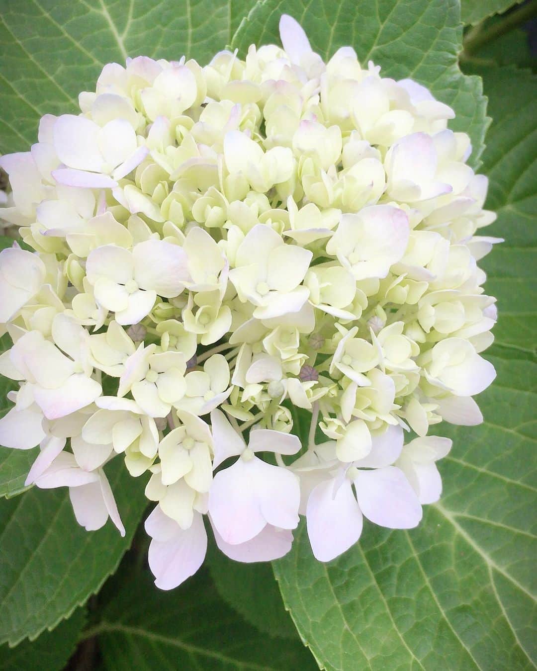 のインスタグラム：「金曜ゴジカル‼️ 今日の画像テーマは『梅雨』☔️ 綺麗な紫陽花画像も✨ お花は癒されますね〜😍💓 #紫陽花 #梅雨 #雨上がり #この色が好き #花 #癒し」