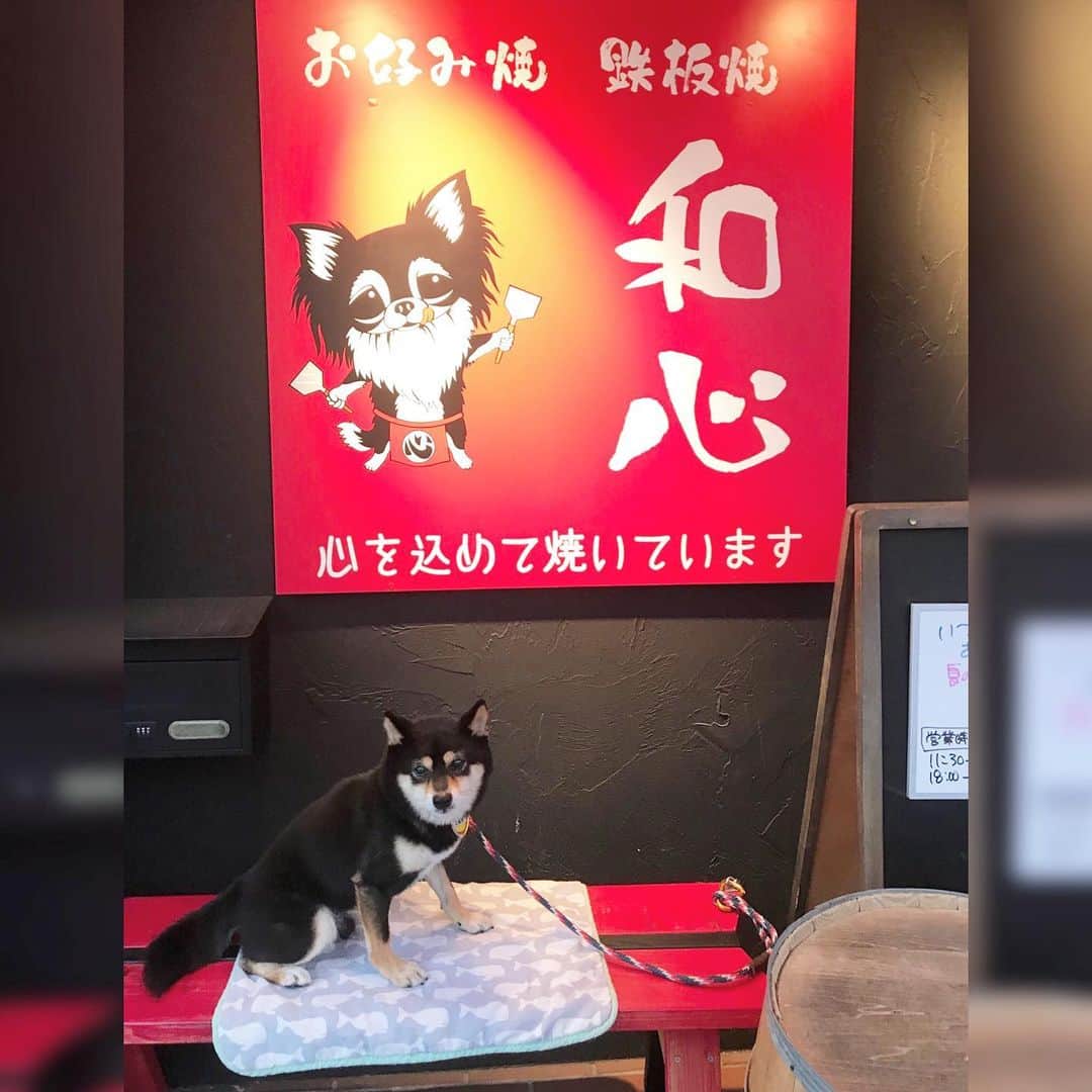 黒豆柴こむぎのグルメインスタ