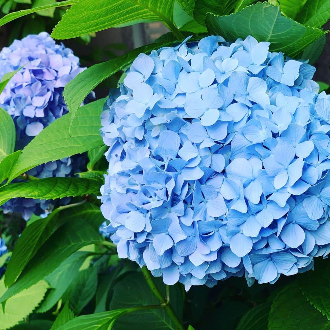 瀧本美織のインスタグラム：「6月も半ばですね！体調に気をつけて頑張ってこ😆✊🏻 #紫陽花」