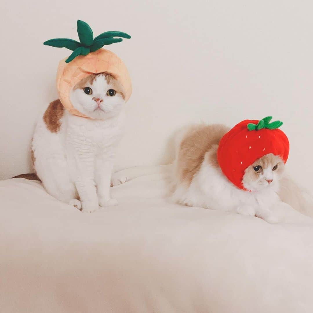 のんたのインスタグラム：「のんちゃんはパイナップル🍍 3枚目は動画だよ！眠くてウトウトしてるのんちゃんと座り込むぼーちゃん🍓 ・ #scottishfold #catstagram_japan #catsofinstagram #cats_of_instagram#catoftheday #purr #ilovemycat #bestmeow #catlover #cutecat #kittensofinstagram #cute #スコティッシュフォールド#🍓#🍍」