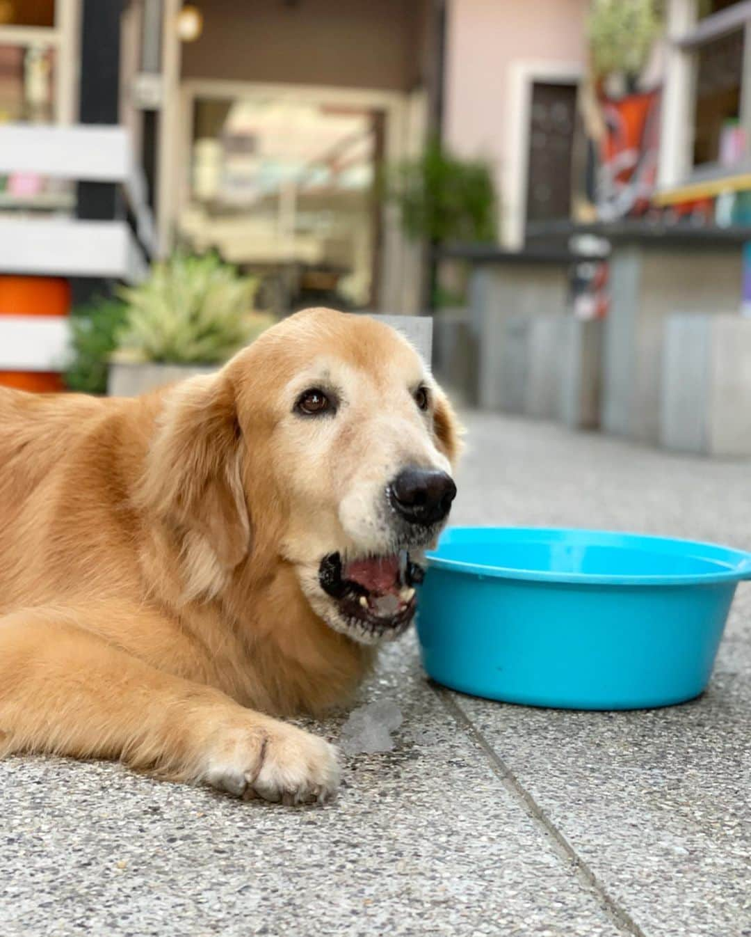 tamatamagoさんのインスタグラム写真 - (tamatamagoInstagram)「🐶Hi〜👋🏻 . .  夕散歩。 キュウリのお兄さんのカフェで キュウリがないからって 氷をもらったよ😆🍧🎐💕 . .  お店のオーナーの息子さんの ランくん。(黄色いシャツの子) 最初は怖くて近寄れなかったんだけど ランくんのお兄さん(ワンコ大好き小学生なんだけど 彼が最高に爽やかで聡明で何より大型犬 との接し方が素晴らしい‼️) の影響で、今ではマオちゃんの事が大好き❤ . .  今日も遊んでくれてありがとね〜😊😊 . .  #一族総出で #マオちゃんを歓迎してくれるカフェ😆 . .  Evening walk with mommy^^ She got some ice cubes at the coffee shop😊 . .  2019/06/14 . .  #ゴールデンレトリバー  #レトリバー #大型犬 #タイ暮らし #タイ生活 #わんこのいる生活 #大型犬のいる生活 #goldenretriever #goldenretrievers #ilovegolden_retrievers #welovegoldens #goldenretrieverlover #goldenretrieversofig #goldenretrieverlove #goldenretrieverlife #dogoftheday #dogsofinstagram」6月14日 23時22分 - tamatamago