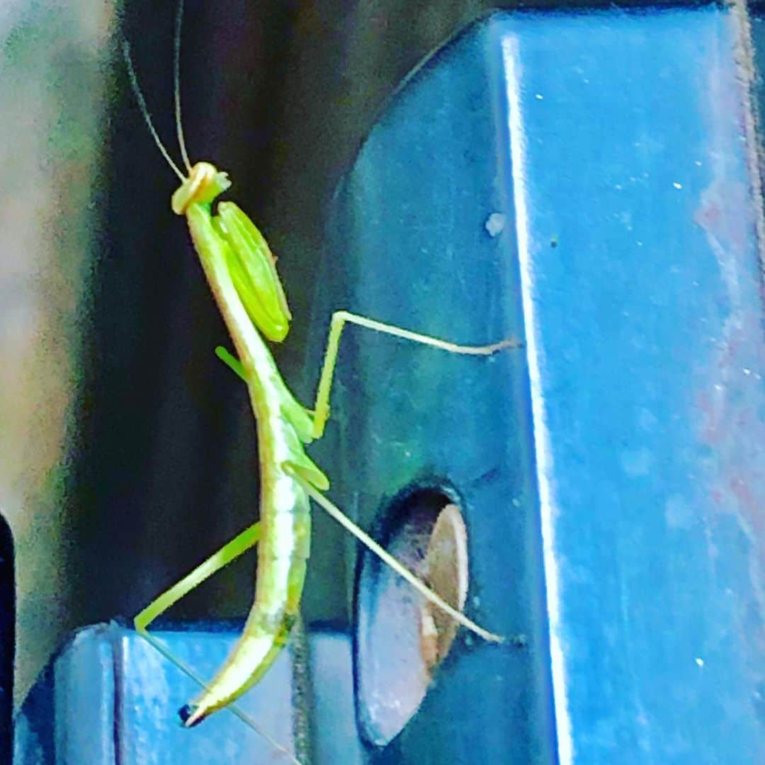 世良公則さんのインスタグラム写真 - (世良公則Instagram)「#世良公則 #masanorisera #japanesemusician #japaneseartist #songwriter #mantis #insect #昆虫 #カマキリ  I found a praying mantis at the door this morning.  玄関のノブにカマキリ‼️ 「どいて！」とお願い中。」6月14日 23時23分 - masanorisera