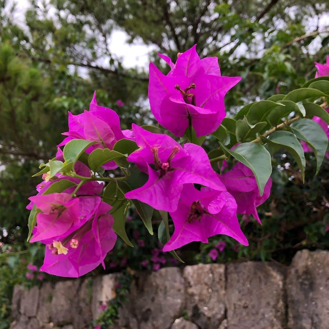 南早苗さんのインスタグラム写真 - (南早苗Instagram)「南国の花の愛らしさ💕 #お花 #沖縄 #第二の故郷 #またすぐに戻りたい」6月14日 23時25分 - minamisanae