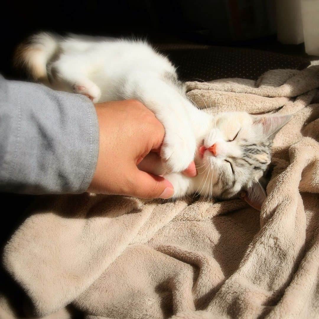 ホタテ＆クラム＆シラスのインスタグラム：「2012/1/31、生後4ヶ月の頃 #cat #neko #ScottishFold #猫 #ねこ #スコティッシュフォールド #catstagram #instagram #instagramjapan #ig_japan #igersjp」