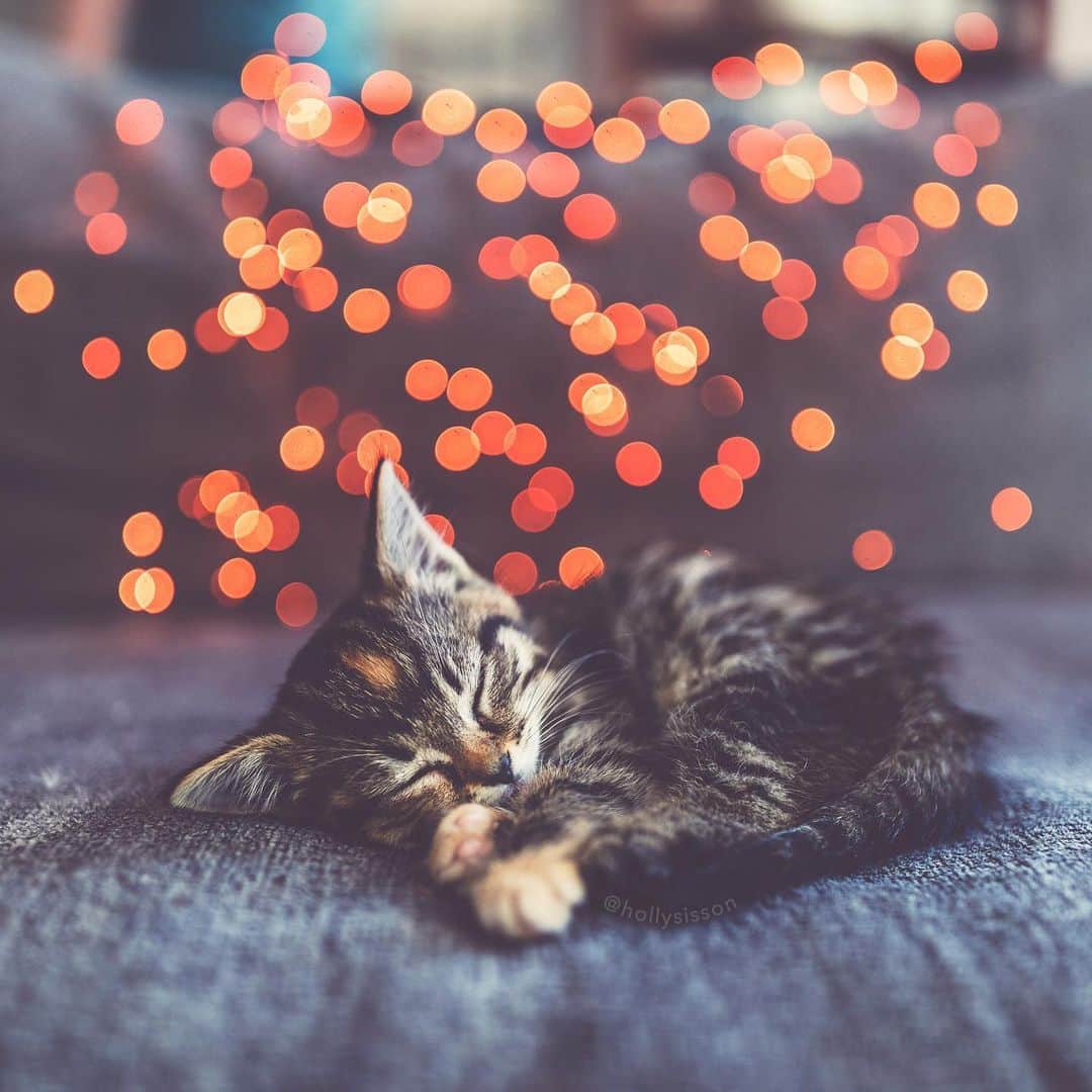 Holly Sissonのインスタグラム：「Who else is sleepy after staying up late to watch the game! And what a game! NBA Championship for Toronto!!!! Woohoo!!! #toronto #kitten #bokeh #raptorsfan #tabbykitty #mainecoon #torontoraptors (See more of Emma on @pitterpatterfurryfeet) ~ Canon 1D X MkII + 35 f1.4L II @ f1.4  See my bio for full camera equipment information plus info on how I process my images. 😊 ~ @bestmeow #bestmeow」