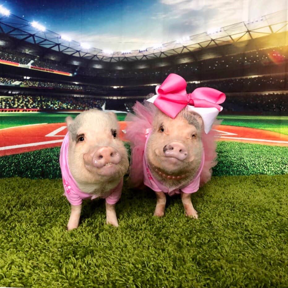 のインスタグラム：「ATLANTA, GA- TAKE US OUT TO THE BALL GAME! Come celebrate our friend Sparkles 9th birthday with us at her PIGtastic PINK Party on #nationalpinkday @sportssocialatl @livebatteryatl on Sunday, June 23rd from 5-7pm. This is a free, pet-friendly event and everyone is invited. Get your FREE ticket at the link in our bio🐷⚾️🐶 .  There will be some exciting raffle prizes you could win by purchasing a $1 raffle ticket to support our rescue @prissyandpops_helpinghooves . 🐷🐶🐴 . Any pets who want to twin with us and @sparklesthediva at the party in our pink Atlanta Braves jerseys (swipe for close up), they can be purchased from majorleaguepets.com. . Let’s all go HOG WILD and celebrate this sweet girl and lend a hoof to rescued, farm animals. Tag all your party animal friends and don’t forget to get your free tickets.🐷💕⚾️#atlanta #sparklesthediva #prissyandpopshelpinghooves #PrissyandPop」