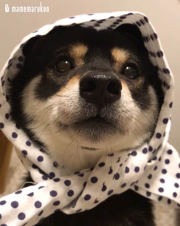 まめ丸のインスタグラム：「* * 【 金曜日の #居酒屋まめ丸 🐶🍺】 * 今週もおつかれさま🐶💓 週末は気温ひくめみたいだから、 ほっかむりしてあったかくしてねー❣️ --------------------------------- きのうはブログへんなとこでおわっちゃって心配かけてごめんね🐶💦 今は全然元気だよ❣️ありがとー💓 * 【Taverna“MAMEMARU”🐶🍺】 TGIF🐶🍺💓 --------------------------------- I updated my blog🐶💓 The URL is in my profile. Please visit it if you have time❣️ * #つかまり立っち店長さん #最後にちょっと双子くん登場 #まめ丸双子店長 * #柴犬#豆柴#柴#黒柴#犬#ふわもこ部#shiba#shibainu#shibastagram#shibadog#shibapuppy#puppy#instadog#dogstagram#dog#instashiba#petstagram#pet#cute#cutedog#강아지#멍스타그램#weeklyfluff#dailyfluff#worldofcutepets」