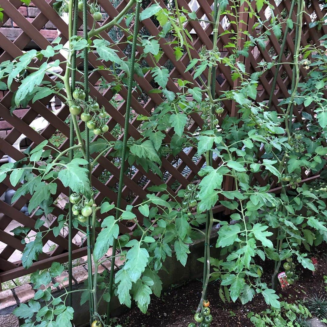 浅川稚広さんのインスタグラム写真 - (浅川稚広Instagram)「毎年夏にはきゅうりにトマトにピーマンに…と、野菜の苗を買って来てはせっせと植えてくれる義母さん。 お陰で夏場は、庭で収穫したての太くて立派なみずみずしいキュウリを丸ごとかぶりつき❣️ ミニトマトももうすぐ食べ頃です♬ そして、去年からはブルーベリーも💕 桑の実はマルベリーと言って、ポリフェノールが豊富なので、沢山採って砂糖不使用のジャムにして、甘酸っぱい香りと味を存分に堪能しています💕 梅の実は小さいし今年は少ないから、果実酒漬けるほどではないけれど、それもまた夏の楽しみです♬ 子供達の食育にも繋がって、感謝感謝です🌟  #夏の庭 #夏の収穫物 #家庭菜園 #義母に感謝💕」6月15日 0時07分 - chiffy1110