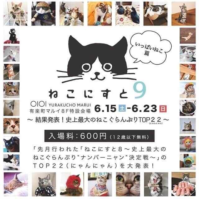 marikill66さんのインスタグラム写真 - (marikill66Instagram)「✼ この生ハムは新茶のものにゃ🐾😼🍖 * 15日から有楽町マルイで開催される『ねこにすと9』に 新茶の写真パネルが展示されます🖼 * 2枚目の生ハムぺろりんちょの新茶がいてるよ👅💕 * * #ねこにすと #ねこにすと展 #ねこにすと9 #ねこにすと9有楽町 * #土アップ祭 #まんなか祭 #pecoマガジン表紙デビュー #pecoねこ王子 #ペティオ柴公園 #リラックスmiawmiaw2019夏 * #catsofinstagram #instacat_meows #IGersJP #rakutenpet #nyancon01 #関西ねこ部 #ふわもこ部 #ペコねこ部 #ペトこと猫部 #無敵の親バカ同盟 #スタペグラム #猫びよりプラス #ねこのきもち #今日のうちの子🐶🐱 #サンデイ #朝ワンコ夕ニャンコ * #fukushincha #marikill66_0615 #fukukohakushinchacongrats #fukukohakushinchaphoto」6月15日 0時17分 - marikill66