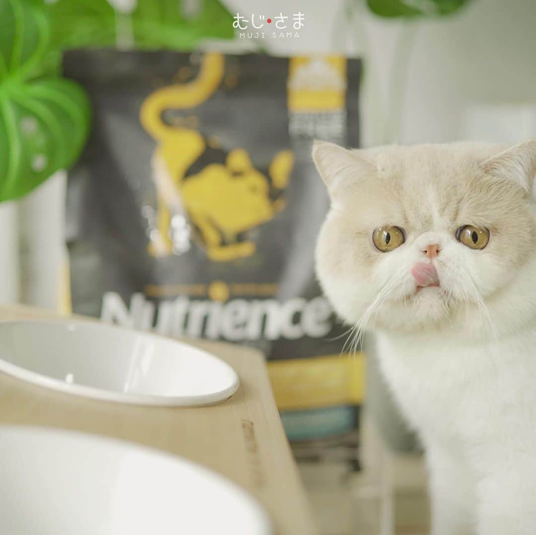 むじさまさんのインスタグラム写真 - (むじさまInstagram)「Cats are annoying, but how could you stay mad at that face? ❤  #mujisama #mumaru #exoticshorthair #cute #cat #nutrience #nutriencethailand」6月15日 0時20分 - mujisama