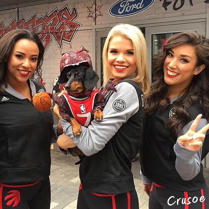 Crusoe the Celebrity Dachshundさんのインスタグラム写真 - (Crusoe the Celebrity DachshundInstagram)「Congrats @raptors ! The ladies definitely seem to have a thing for velociwiener!」6月15日 0時23分 - crusoe_dachshund
