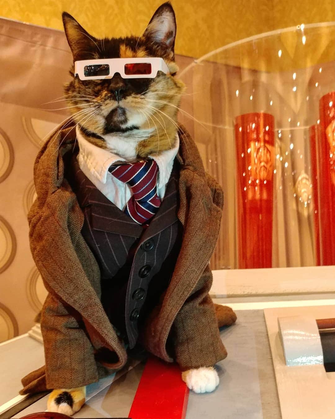 猫コスプレさんのインスタグラム写真 - (猫コスプレInstagram)「"Meowons-y!" #DrWho #tenthdoctor . . . . . . . . . #doctorwho #doctorwhocosplay #10thdoctorcosplay #10thDoctor #drwhocosplay #CatCosplay#catcostume #petcostumes #aww #bbc #drwhofandom」6月15日 0時24分 - cat_cosplay
