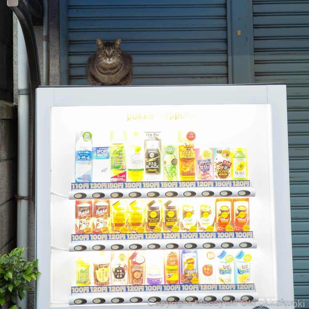 Masayukiさんのインスタグラム写真 - (MasayukiInstagram)「自販機の上にて。  #cat #ねこ」6月15日 0時29分 - okirakuoki