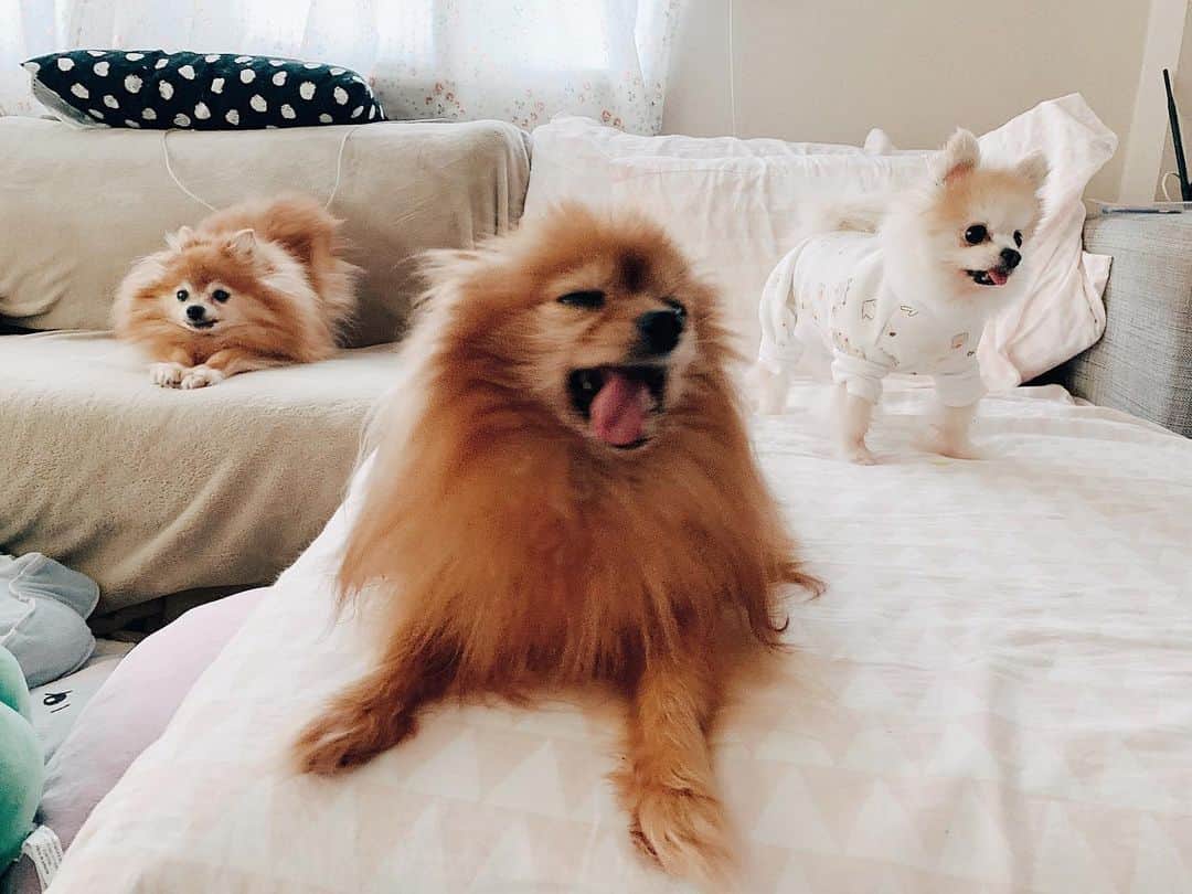 r_oseのインスタグラム：「Being yourself is better than pretending to be normal 🦁🐻🐰〰️」