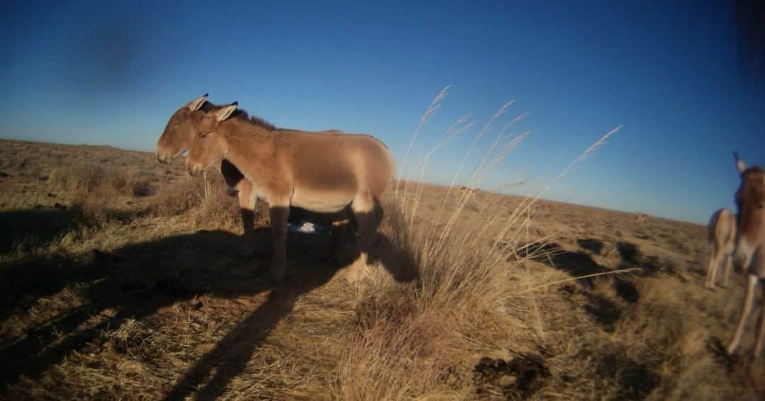 スミソニアン国立動物園さんのインスタグラム写真 - (スミソニアン国立動物園Instagram)「📸Camera traps in #Mongolia helps scientists track and monitor 🐴Przewalski's horses that have been reintroduced to the wild. The horses live in family groups made up of several mares, a dominant stallion and their offspring. #ConservationCam #CameraTrap」6月15日 1時05分 - smithsonianzoo