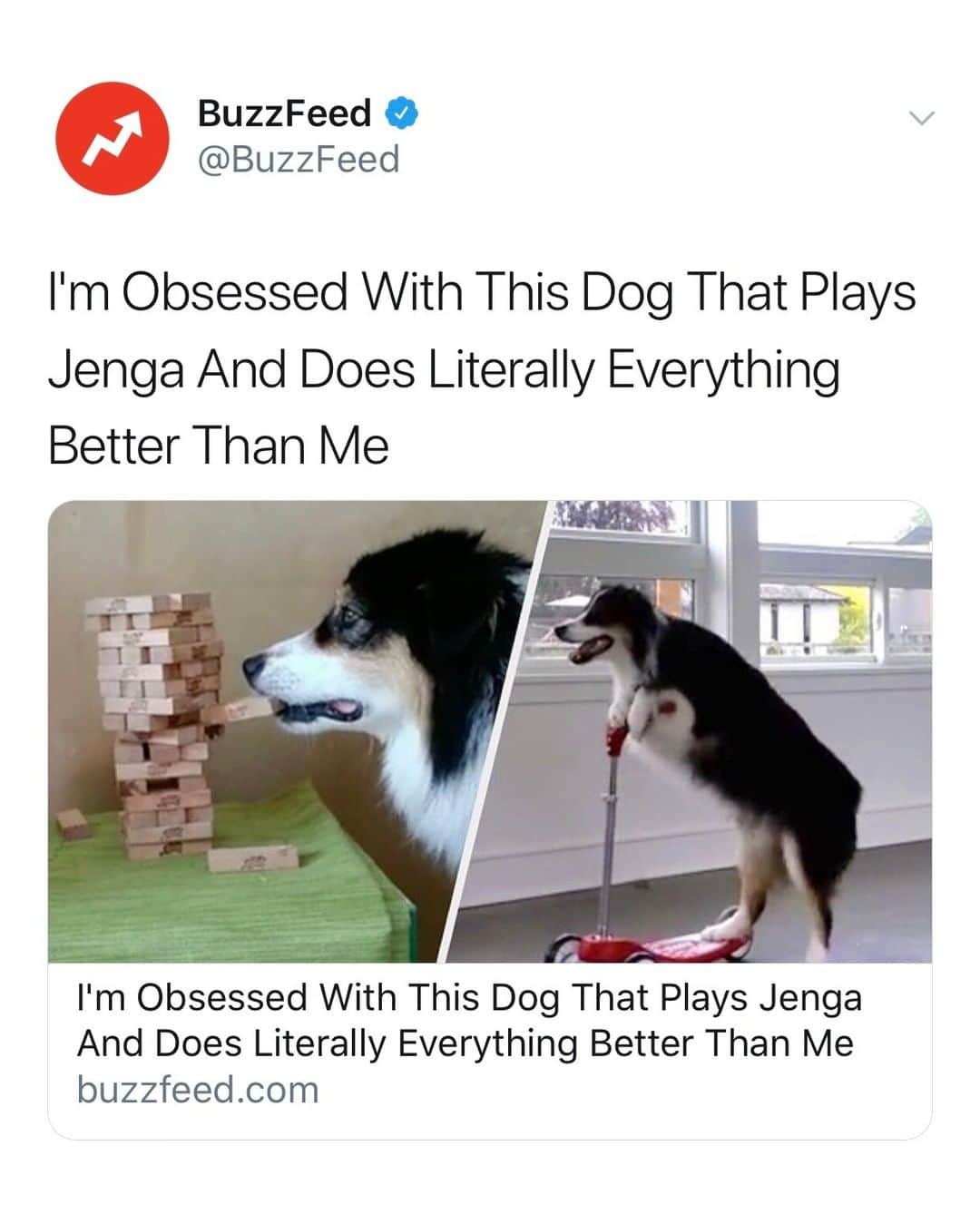BuzzFeedさんのインスタグラム写真 - (BuzzFeedInstagram)「This is the only thing that matters today. See more of Secret 👉link in bio 💞🐶 😍 @my_aussie_girl」6月15日 1時00分 - buzzfeed