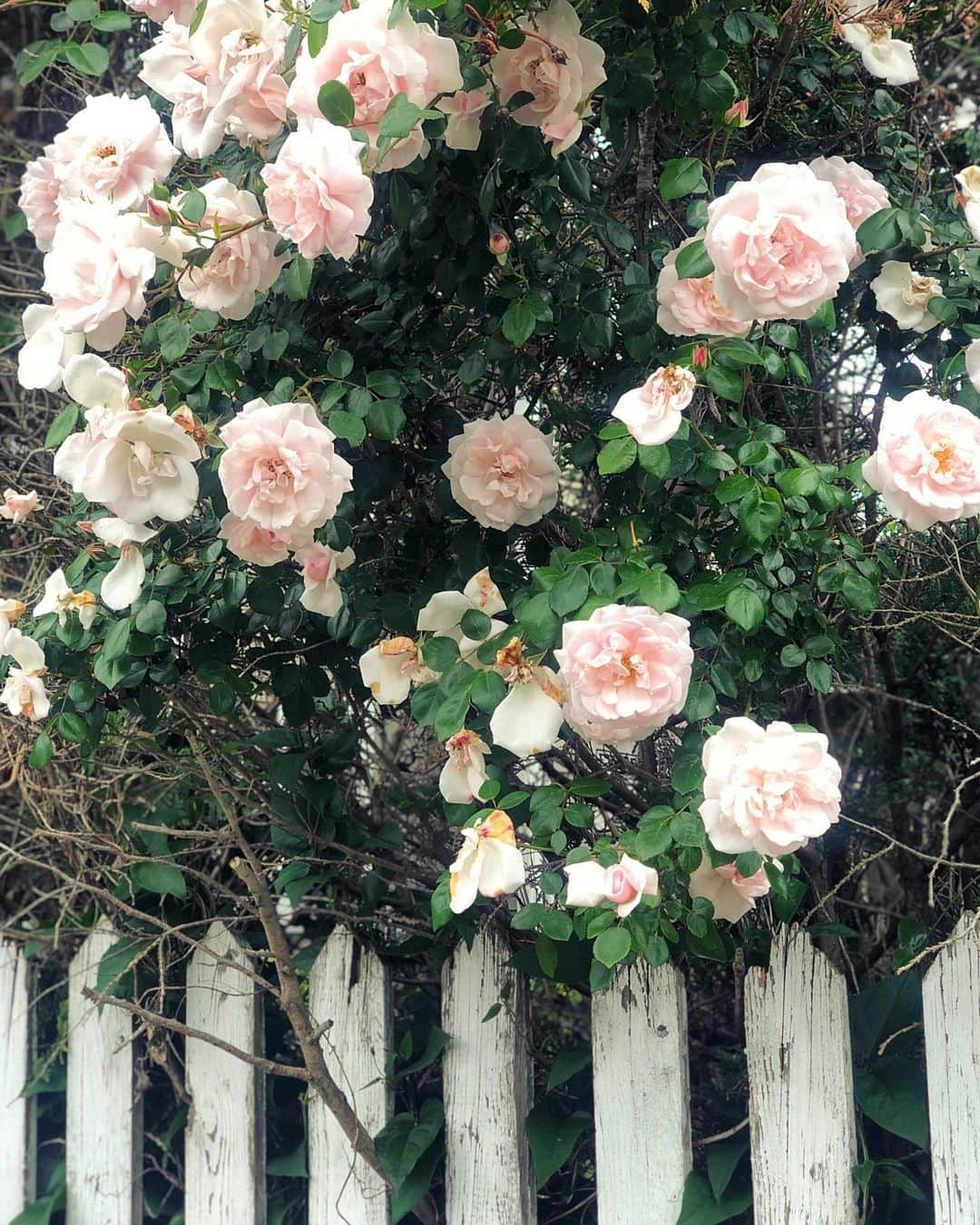 サマンサ・シザーリオさんのインスタグラム写真 - (サマンサ・シザーリオInstagram)「beauty on my morning walk with @little_miss_lo_  8 days to go!  #weddingflowervibes」6月15日 1時52分 - sammi.kramer