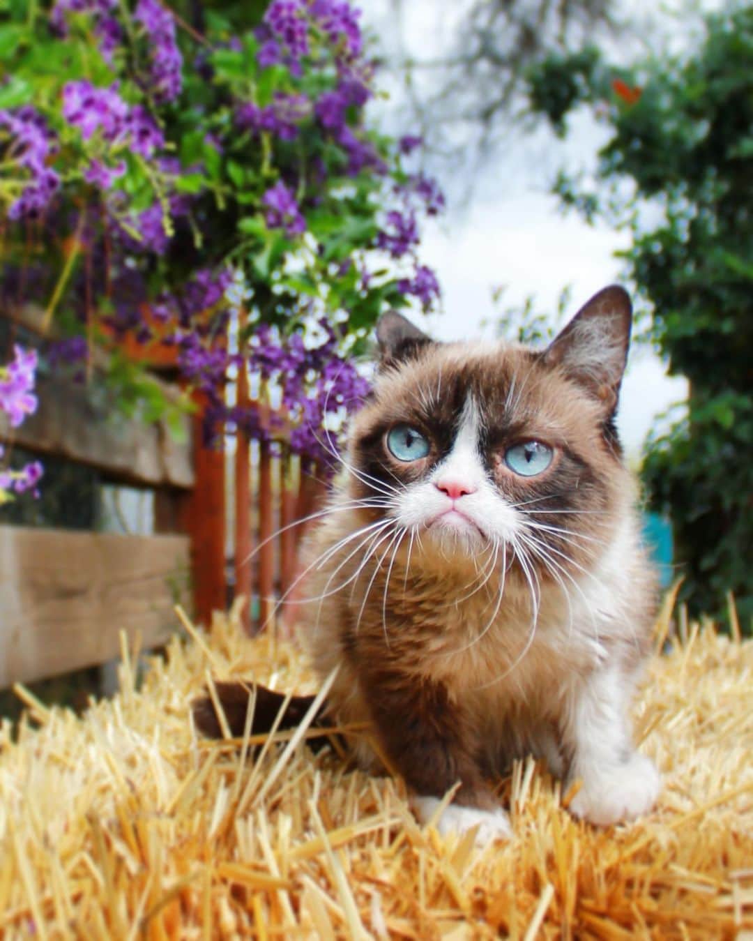 Grumpy Catさんのインスタグラム写真 - (Grumpy CatInstagram)6月15日 2時00分 - realgrumpycat