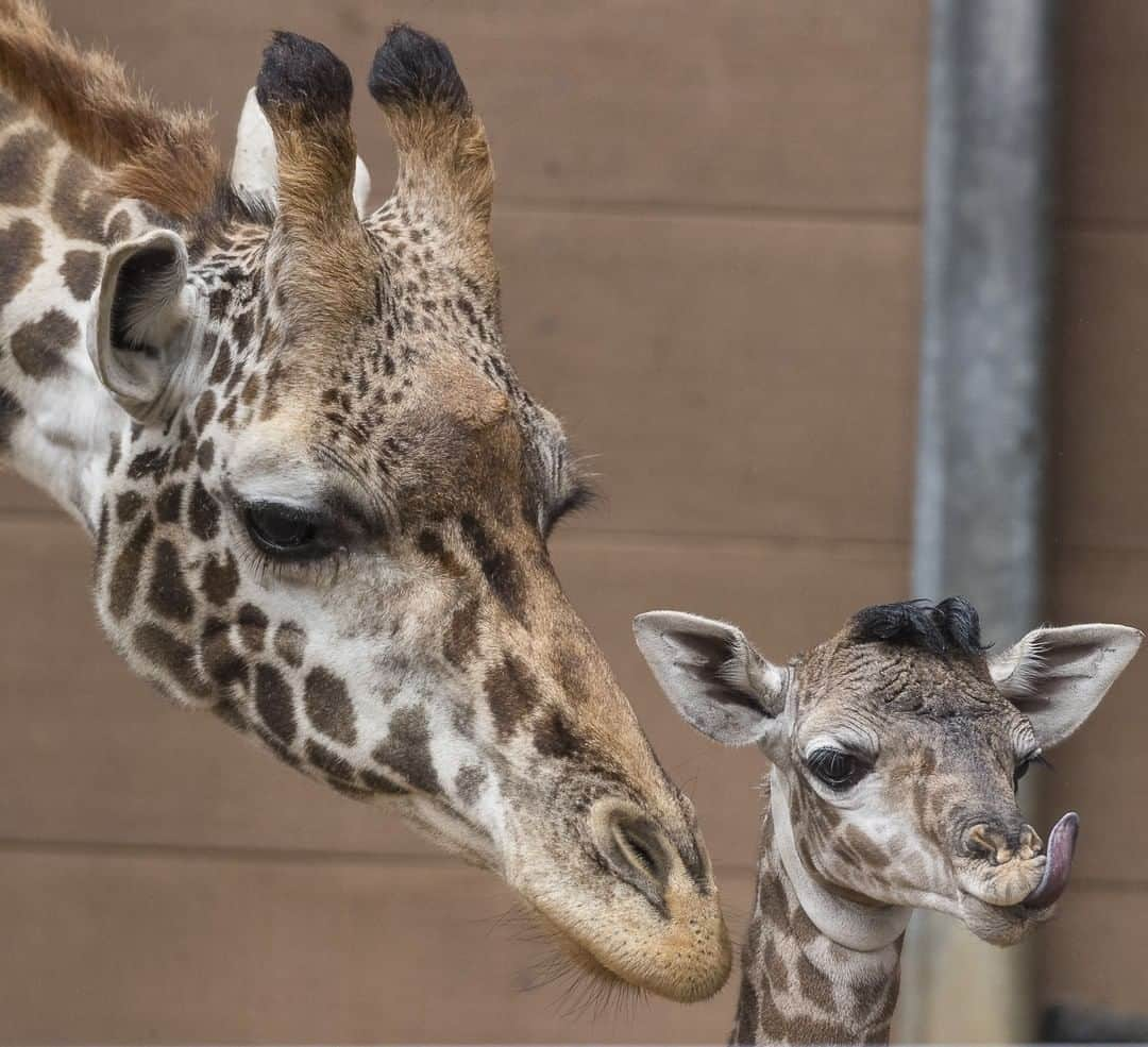 San Diego Zooさんのインスタグラム写真 - (San Diego ZooInstagram)「You bet giraffe we're celebrating the longest-necked mammal next week. Join us for #WorldGiraffeDay on 6/21. Talk to a giraffe keeper, take a tour behind the scenes of the giraffe barn, feed giraffes, and more! Activities included in admission. 🦒 #youreinvited #girafficpark #summersolstice #sandiegoevents #sandiegozoo」6月15日 2時01分 - sandiegozoo