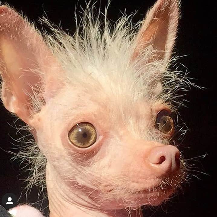 デヴィッド・スペードのインスタグラム：「No filter.  My new headshots🔥@brianbowensmith  Ps @thecomedystore tonight.  Also @themiragelv oct nov dec. all kidding aside this is joe dirt w no make up.」