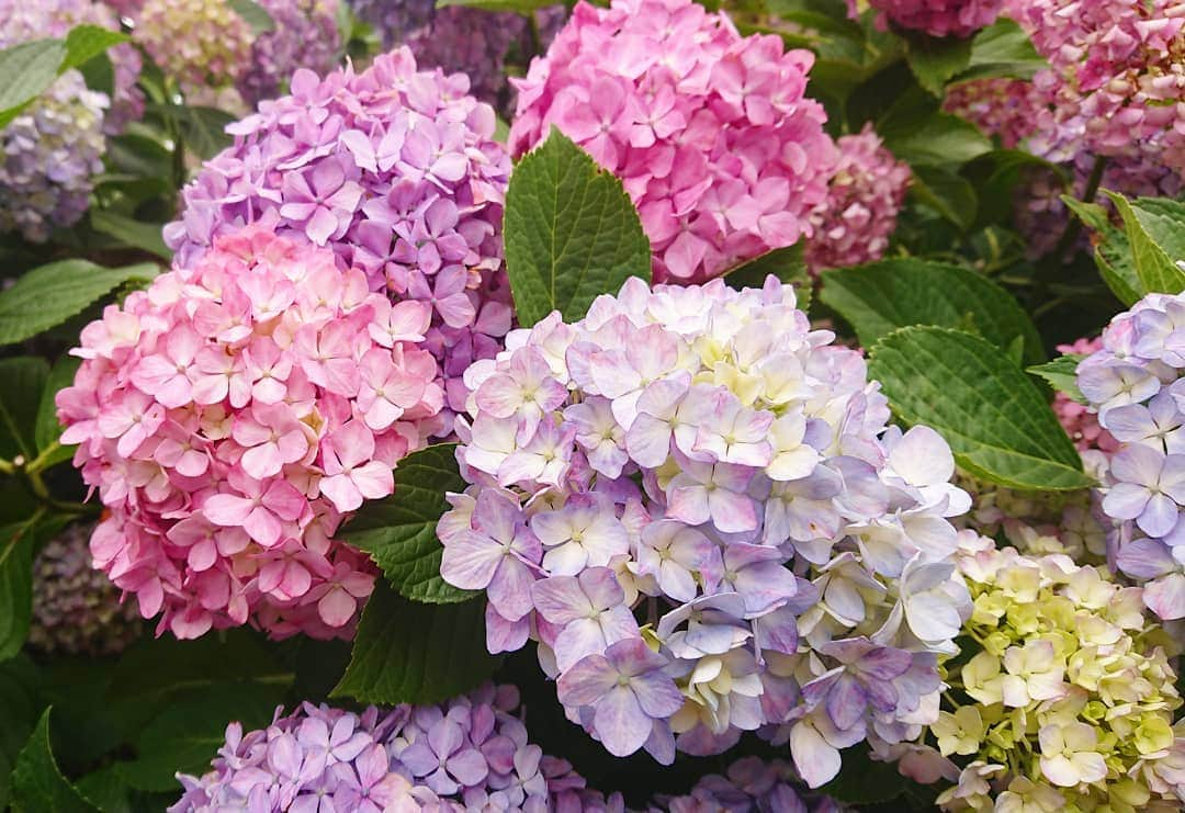 桜花さんのインスタグラム写真 - (桜花Instagram)「今日もカラフル紫陽花に会いました💠  おやすみなさい🗻🍀🍀🍀 みなさん素敵な夢を。。✨✨✨ #紫陽花  #６月 #あじさい  #花 #ajisai  #flowers  #flower #ハピピーン」6月15日 2時35分 - mountainohka