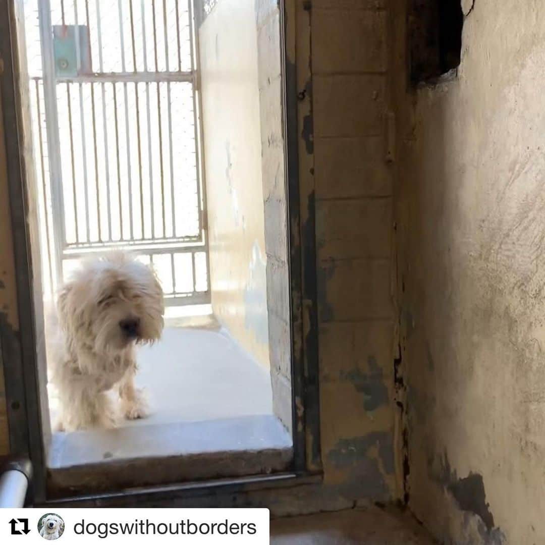 ジェニー・モレンさんのインスタグラム写真 - (ジェニー・モレンInstagram)「#Repost @dogswithoutborders with @get_repost ・・・ 🙏🙏🙏 This is Sassy at Downey Shelter.  Her owner dropped her off at this shelter three weeks ago at the age of 8. Apparently she was injured because the shelter just amputated her front leg. 💔 All alone, scared, and now having to adjust to losing her leg. And everyone who walks by her kennel just looks the other way. Please help us save her and offer to foster. She is around 28 pounds and needs just one person to raise their hand for her. Please email foster@dogswithoutborders.org and put Sassy in the subject line. Drop a comment also if you can foster.  Los Angeles  dogswithoutborders.org  #dogswithoutborders #rescuedogsofinstagram #losangelesrescue #tripawd」6月15日 2時39分 - jennymollen