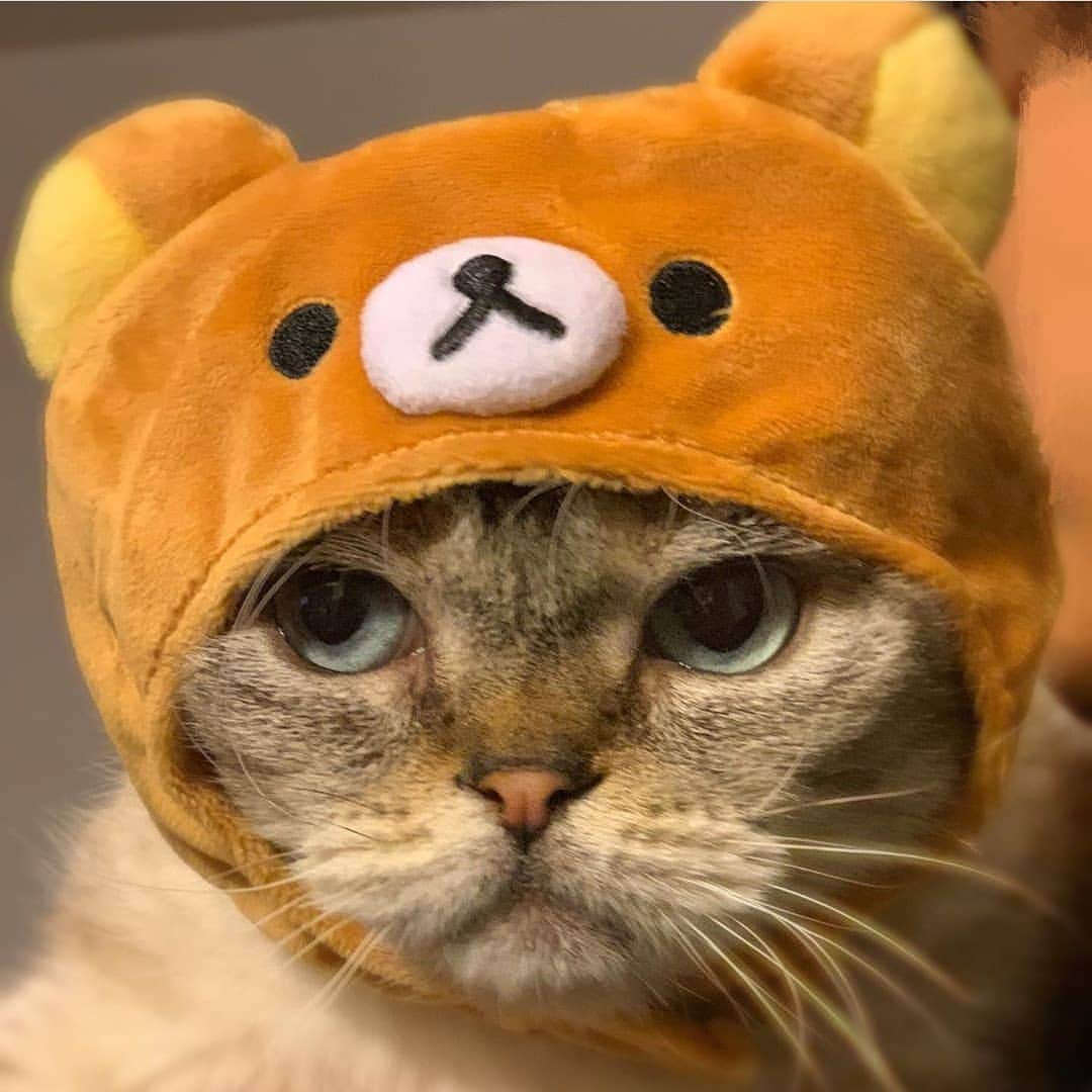 Rilakkuma US（リラックマ）さんのインスタグラム写真 - (Rilakkuma US（リラックマ）Instagram)「If you stare into the eyes of a cat, can you tell what it's thinking? What about this cutie pie? Thanks to the @crazycatlife for sharing this adorable pic! . . . #rilakkumaUS #rilakkuma #sanx #kawaii #cat #catsofinstagram #petcostume #リラックマ #サンエックス #ネコ」6月15日 3時23分 - rilakkumaus