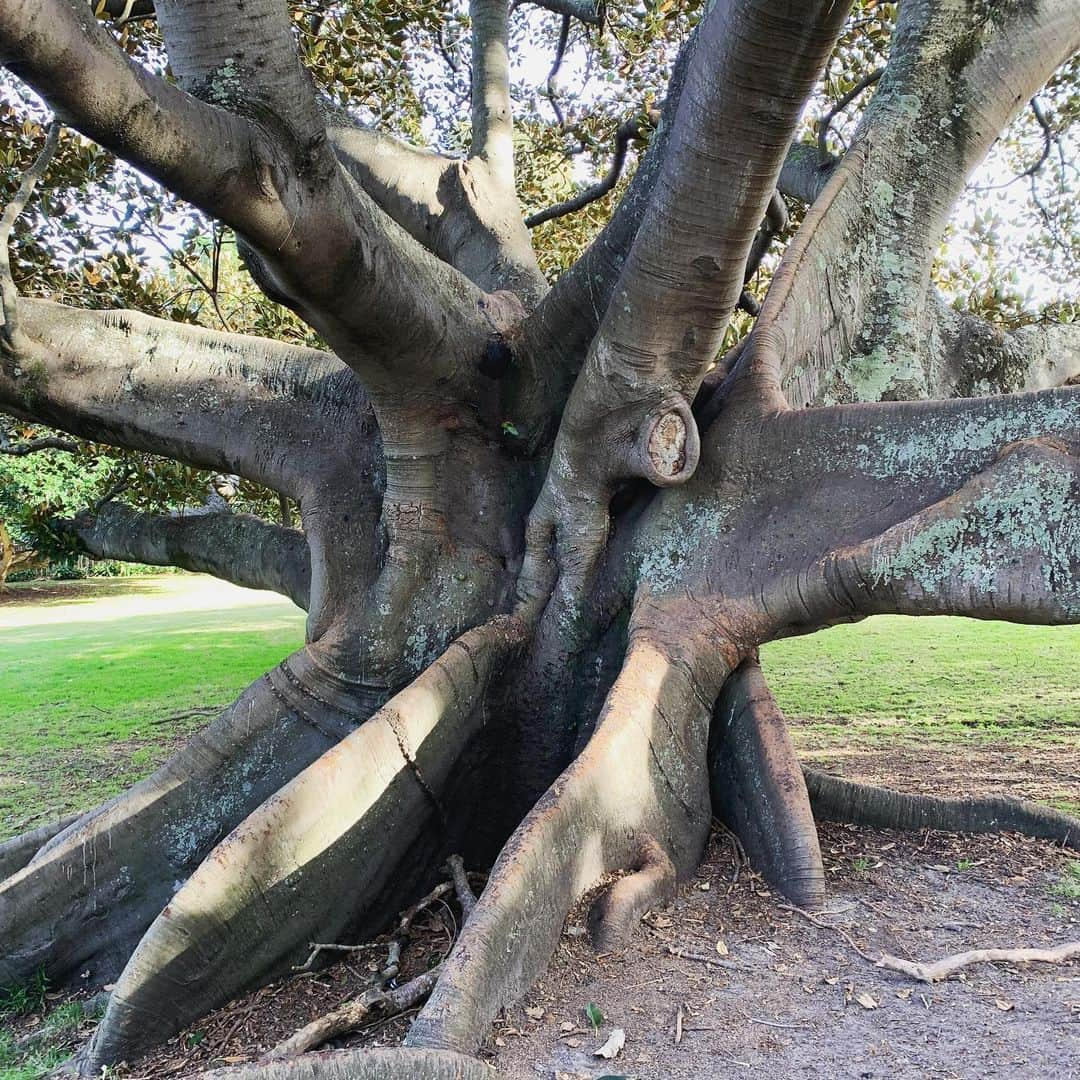 ボーイ・ジョージさんのインスタグラム写真 - (ボーイ・ジョージInstagram)「#Nature #trees」6月15日 14時17分 - boygeorgeofficial