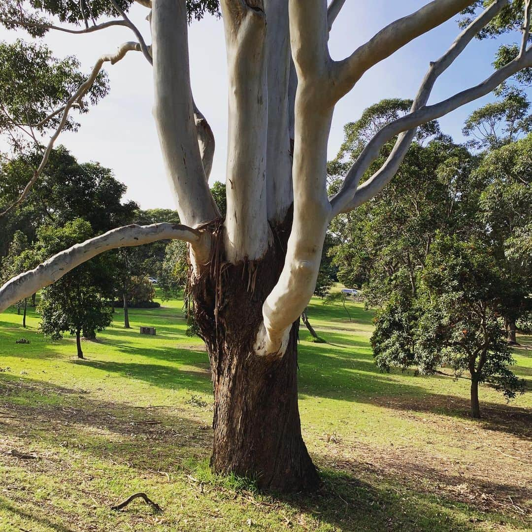 ボーイ・ジョージさんのインスタグラム写真 - (ボーイ・ジョージInstagram)「#Nature #trees」6月15日 14時17分 - boygeorgeofficial