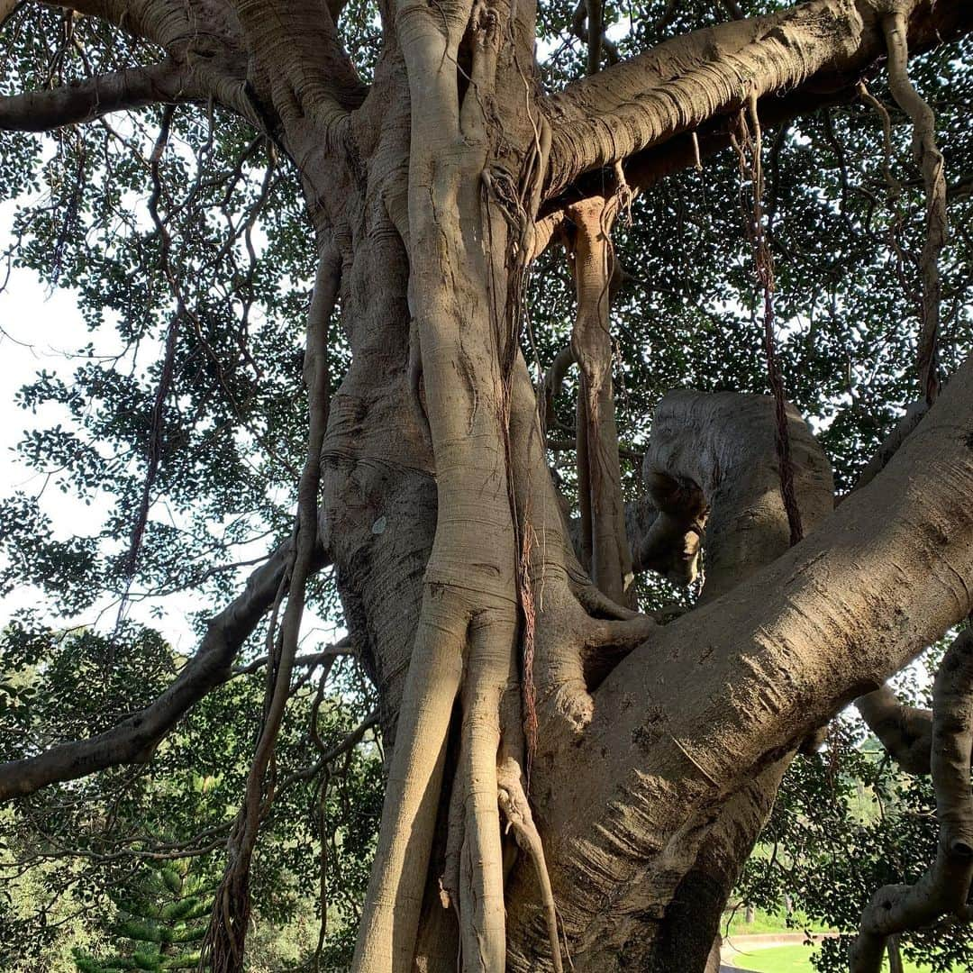 ボーイ・ジョージさんのインスタグラム写真 - (ボーイ・ジョージInstagram)「#nature #trees」6月15日 14時18分 - boygeorgeofficial