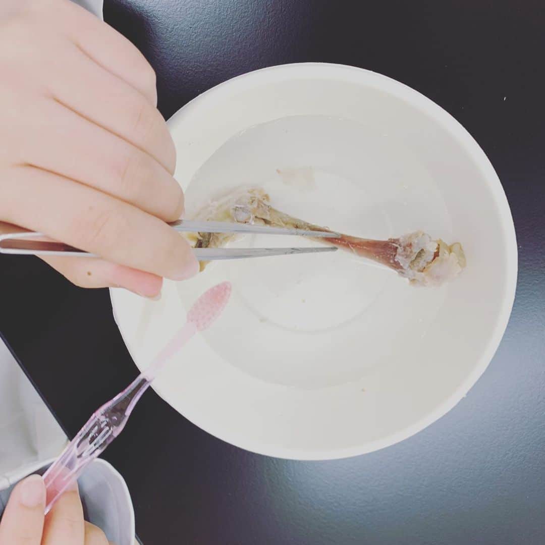 東京医薬専門学校さんのインスタグラム写真 - (東京医薬専門学校Instagram)「本日、くすり総合学科はお休みですが先日の生物実習の風景をお届けしたいと思います！ 鳥の構造を骨から観察する為、資料の為にKFCを皆で食べているシーンと骨から肉を削ぎとるシーンです！ 楽しい反面、食べるのに工夫が必要だったり、削ぎ取り、漂白が大変なのでやりがいもある実習でしたね！  #東京医薬専門学校 #くすり総合学科 #TCM」6月15日 13時29分 - tokyo_iyaku