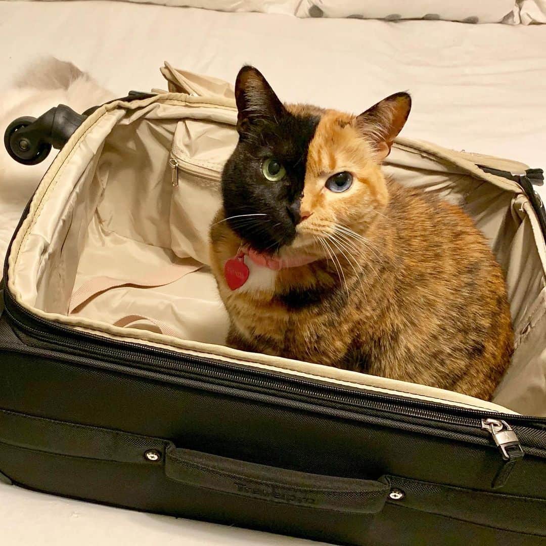 Venus Cat さんのインスタグラム写真 - (Venus Cat Instagram)「Which one? A: Silently protesting HuMom leaving me for a trip OR B. After she got back and unpacked? #catlife #catinthebag #travel」6月15日 13時52分 - venustwofacecat