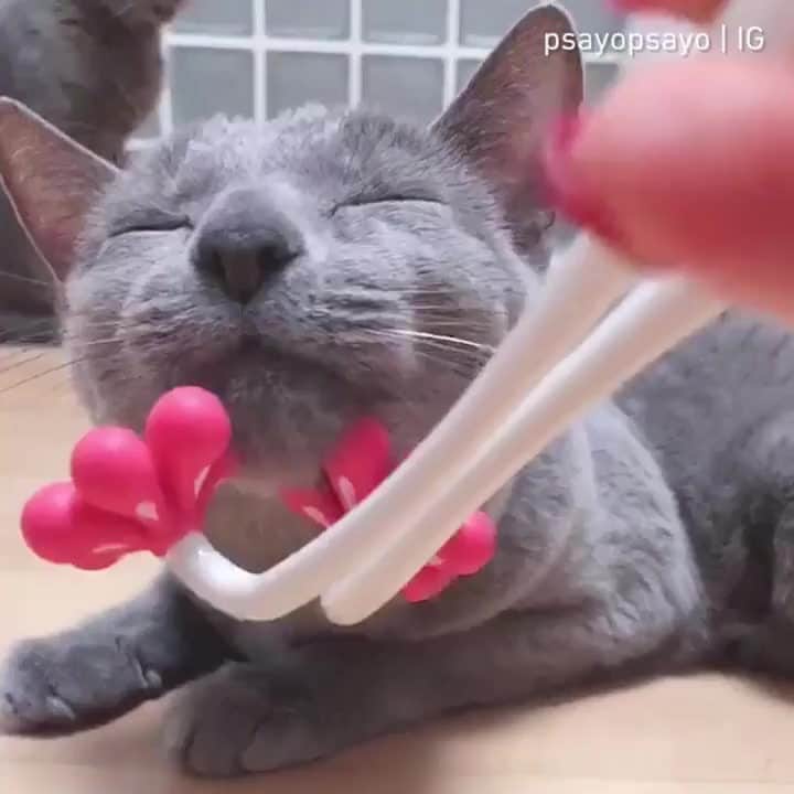 Aww Clubのインスタグラム