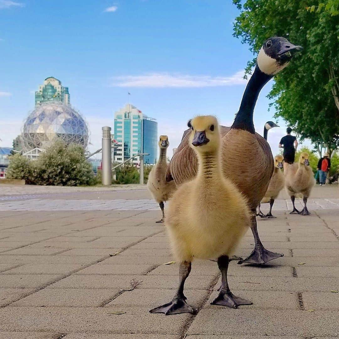 バンクーバー観光局- Tourism Vancouverさんのインスタグラム写真 - (バンクーバー観光局- Tourism VancouverInstagram)「バンクーバーを旅行していると、どこかで一度は見かけるであろう渡り鳥がカナダグース。カナダグースの子どもを見かけたら、その愛らしい姿についつい足を止めてしまうこと間違いなしです。⠀ 📷 : @legere_photos(Instagram)⠀ .⠀ .⠀ .⠀ #カナダ #バンクーバー #Vancouver #旅 #旅行 #女子旅 #旅好き #一人旅 #海外旅行 #トラベル #旅女子 #旅行好きな人と繋がりたい #旅好きな人と繋がりたい #旅行好き #旅行大好き #旅行行きたい #旅に出たい #海外 #旅の記録 #旅の思い出 #旅行記 #旅したくなるフォト #マイトリップ #マイトリ #retrip_global #風景 #世界一周 #ダレカニミセタイケシキ #カナダグース #かわいい⠀」6月15日 6時00分 - vancouvertabi