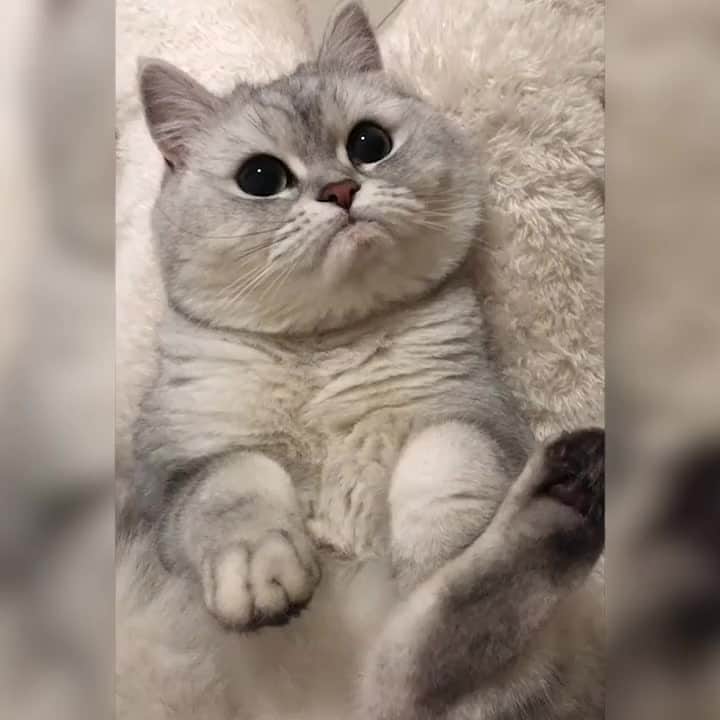 Aww Clubのインスタグラム