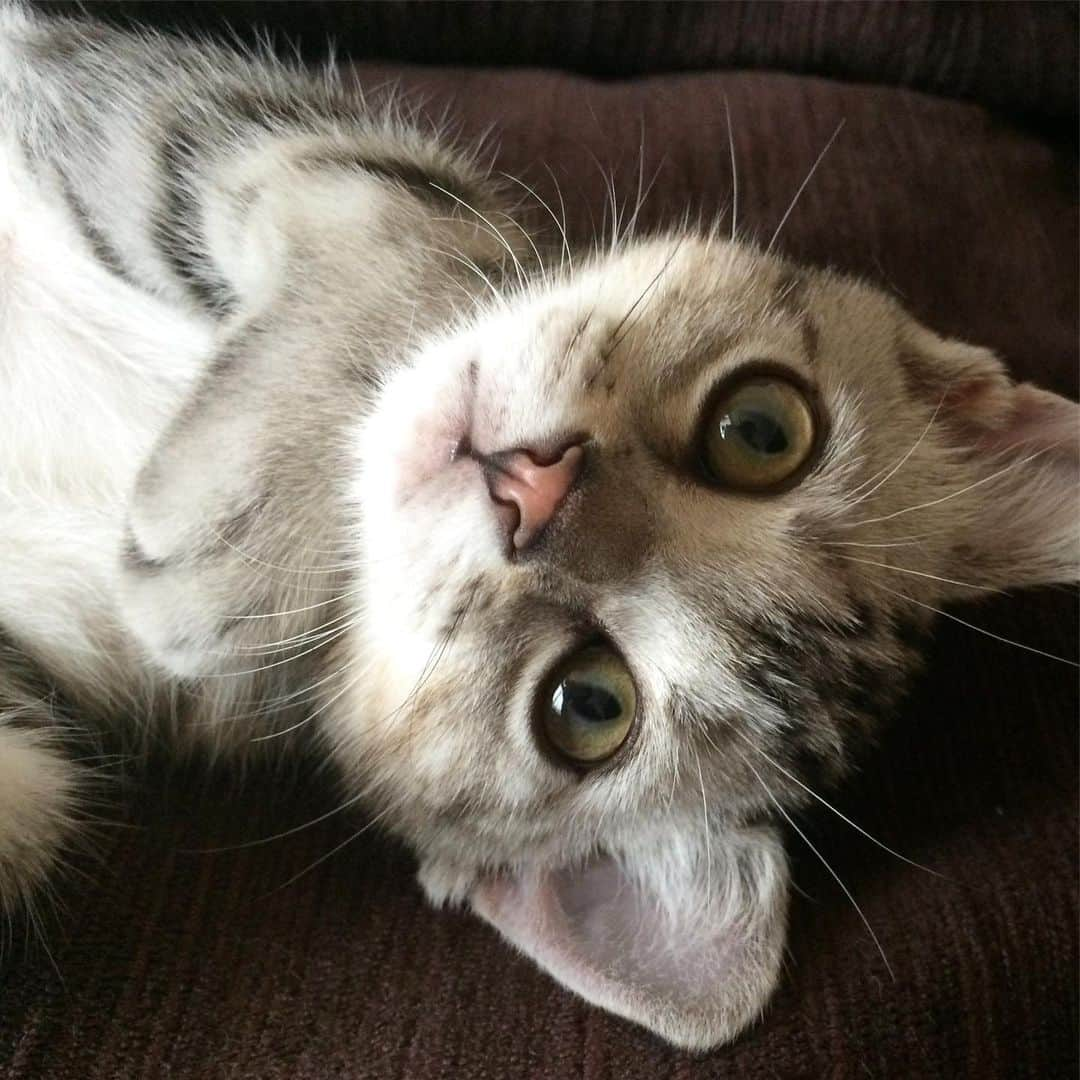 Alain アランさんのインスタグラム写真 - (Alain アランInstagram)「Good morning! Bonjour! Happy Caturday! Baby Alain.I was 2.5 months old. Someone said to my mom : Kitten is so cute. But adult cat has another cuteness. I like both. Now my mom knows that. * おはようございます。 土曜日は蔵出しアラン！ アランの子猫時代の写真をお見せています。 アラン、生後2カ月半を過ぎたところ。 子猫の時期はとても短く、もっともっと、たくさん記憶にとどめておきたかった気がします。でも、その頃、猫ママの先輩たちが私に教えてくれたことが、今はよくわかります。「大人の猫は、それはまた別の感じでかわいいんだよ！」。 * #babyalain  #catstagram #cat_features  #topcatphoto #cutepetclub #catsofinstagram #ig_catclub #cats_of_world #meowsandwoofs #meowvswoof #excellent_cats #catstocker  #bestmeow #magnificenteowdels#bestcats_oftheworld#INSTACAT_MEOWS #peco #スタペグラム#ペピ友#animalsco#mofmo#みんねこ#ふわもこ部#ペコねこ部 #アメショー #ビューティープロコンテスト @beautypro_contest #lovelycatonline#映画ペット2キャンペーン#映画ペット2」6月15日 6時09分 - alain_cat