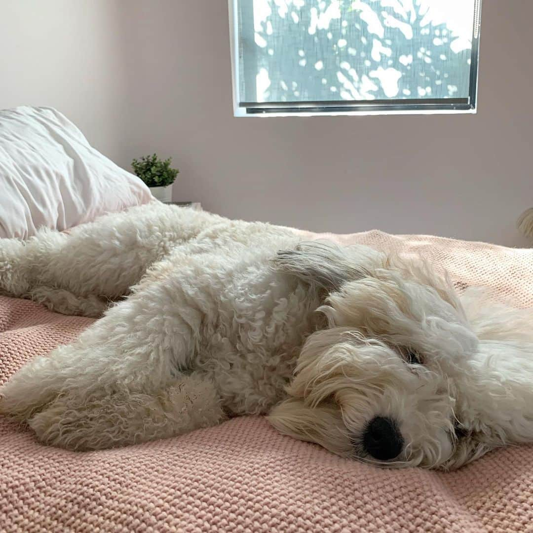 メリル・デイヴィスさんのインスタグラム写真 - (メリル・デイヴィスInstagram)「Friday afternoon feelzzzz... 😴 #sleepypuppy」6月15日 6時28分 - meryledavis