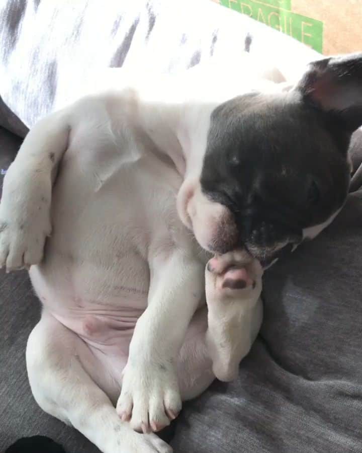 French Bulldogのインスタグラム