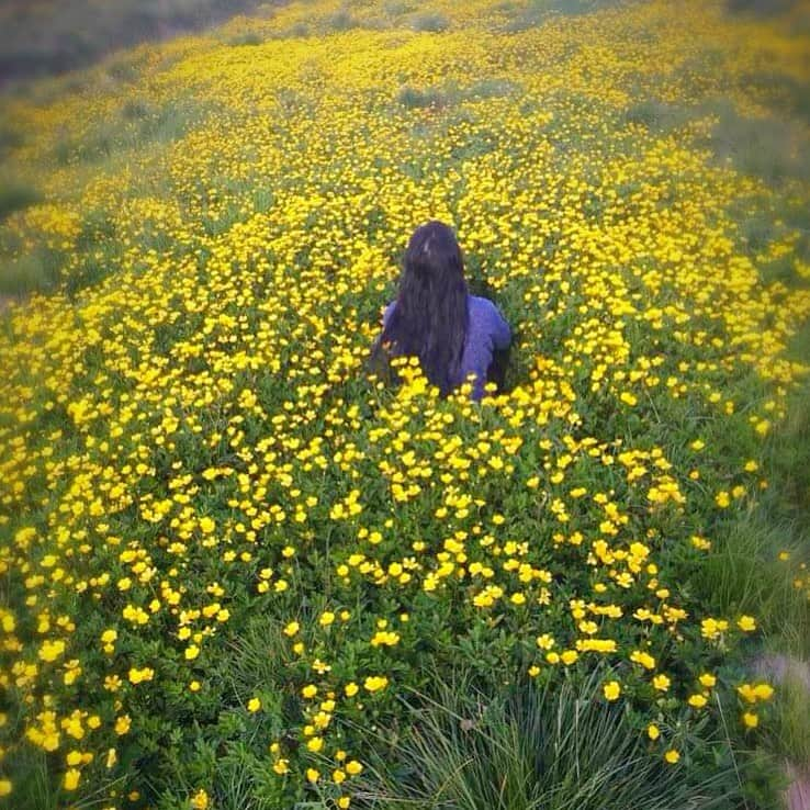 裕木奈江さんのインスタグラム写真 - (裕木奈江Instagram)「#buttercups #buttercup #yellowflower #nature #smelllikehoney」6月15日 7時13分 - nae_yuuki