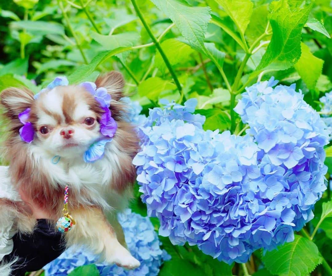 kayoのインスタグラム：「* * ハートの紫陽花 みーつけた😆💗 * * カタツムリも みーつけた🐌✨✨ * *  @alicechiwawa ちゃん 可愛いく撮ってくれてありがとう☺️❤️ * * Lychee💗 * * #紫陽花 #ハートの紫陽花 * #chihuahua#chihuahualove#dogstgram#dog#instadog#チワワ#チワワ大好き * *」
