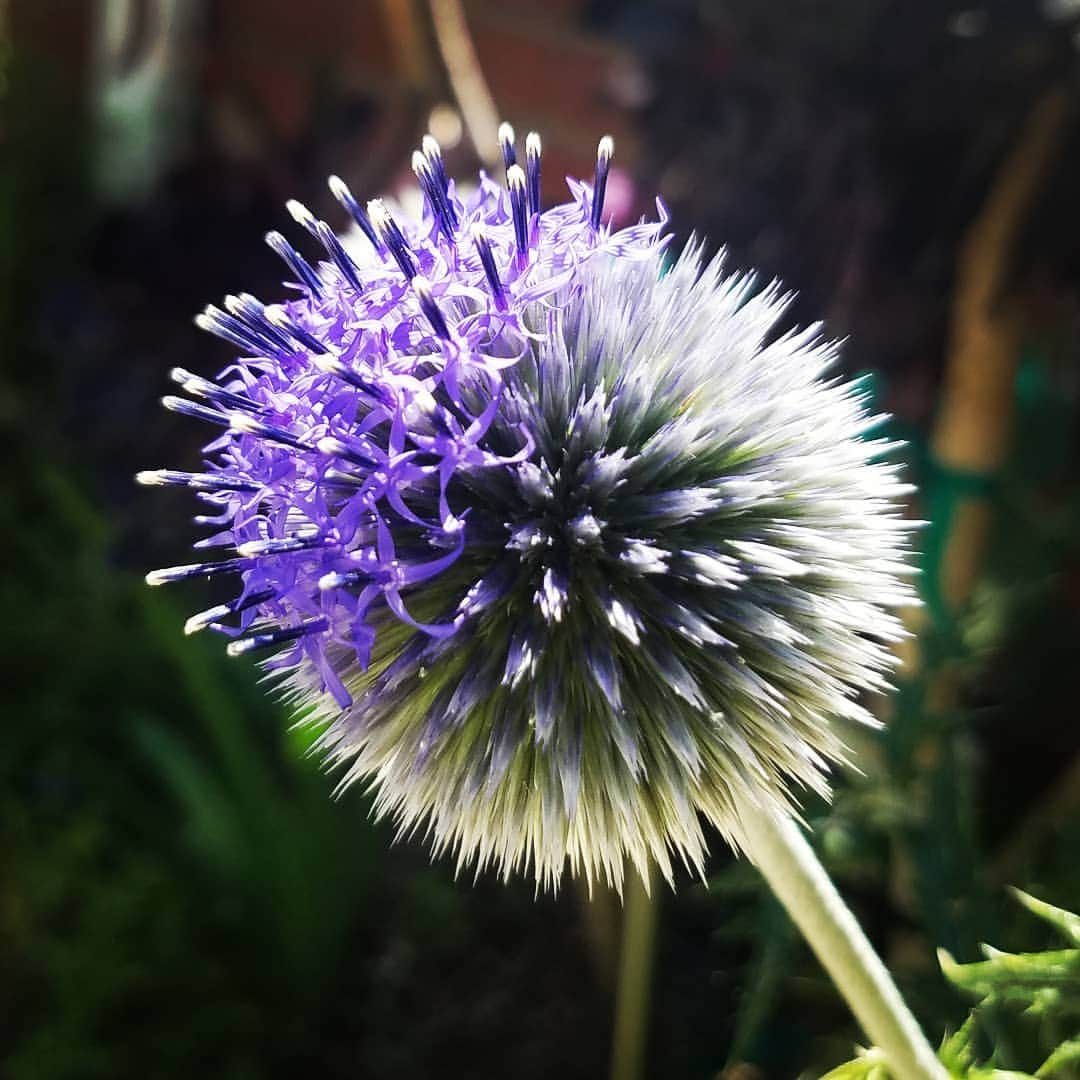 ガソリングラマーさんのインスタグラム写真 - (ガソリングラマーInstagram)「ECHINOPS PLATINUM BLUE GLOBE THISTLE IS BLOOMING #GASOLINEGARDEN #ILOVEGARDENS #GARDENSRULE #GARDENCHURCH #GARDENPARTY #GARDENMAGIC #AVANTGARDEN #GARDENS #GARDENGANGSTER #garden #gardenlife #GARDENER #gardentime #GARDENING #FLOWERS #plants #FLOWER #CACTUS #CACTI #SUCCULENTS @gasolineglamour  #GASOLINEGLAMOUR #AYEARINFLOWERS  #ECHINOPS #GLOBETHISTLE #shadowhills  #THANKYOU #BLUESTONEPERENNIALS  Echinops is a genus of about 120 species of flowering plants in the daisy family Asteraceae, commonly known as globe thistles. They have spiny foliage and produce blue or white spherical flower heads. They are native to Europe, east to central Asia, and south to the mountains of tropical Africa.  Scientific name: Echinops  Order: Asterales  Rank: Genus  Higher classification: Echinopsinae  Tribe: Cynareae  Family: Asteraceae」6月15日 8時05分 - gasolineglamour