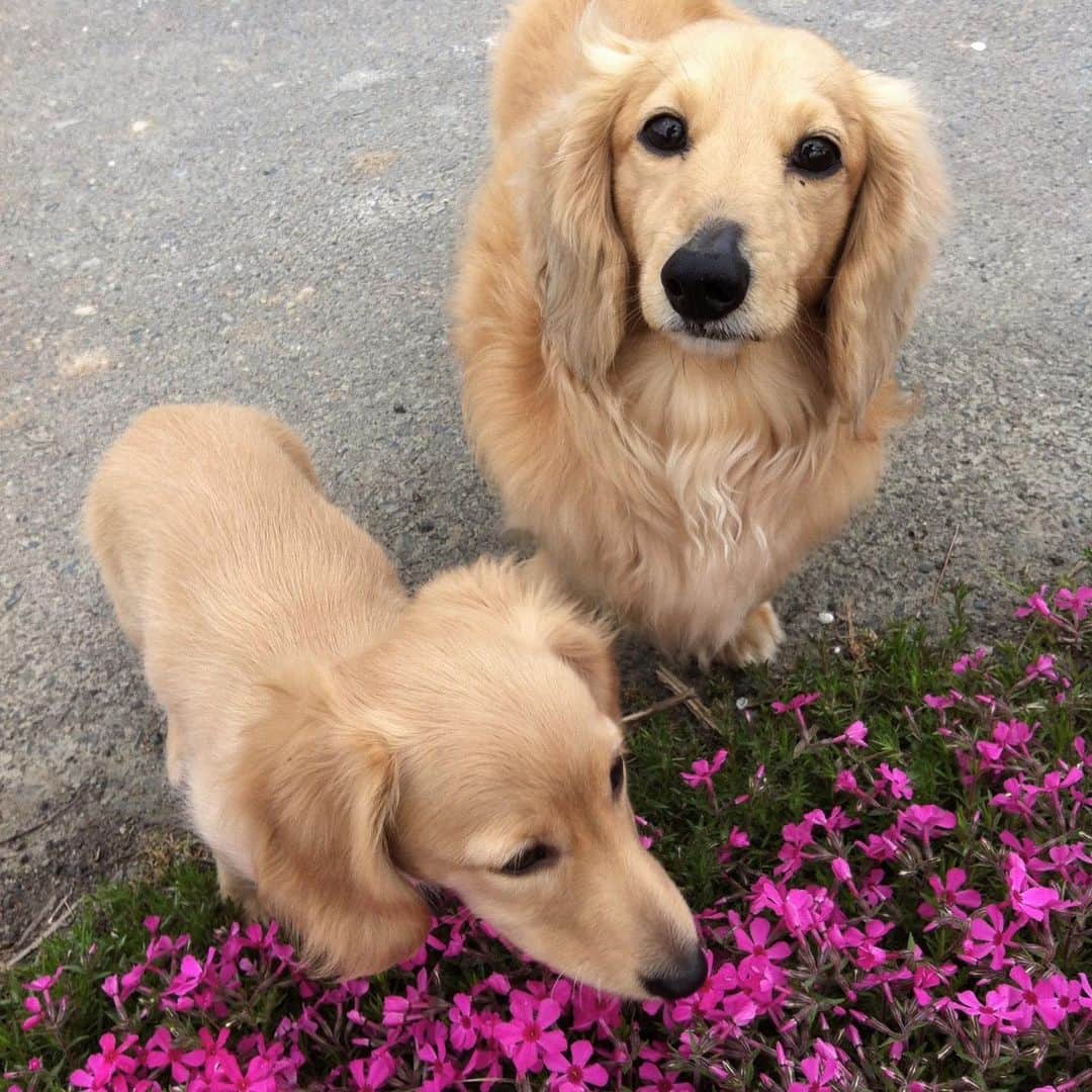 ハッチ＆ニコのインスタグラム：「Puppy Nico (3 months old) and Hatch この頃のハッチは鼻の周りがちょっとハゲてた。ニコが来て興奮しちゃったのかな。  チビッコ写真を見せっこする親バカのタグ. #saturday_puppyfes  土曜日恒例パピフェスですよ～🐾. . #チビnico #pecoいぬ部 #カメラ嫌い同好会  #犬の生活が第一 #癒しわんこ #dachshund #犬バカ部 #短足部 #ふわもこ部 #tokyocameraclub #東京カメラ部」