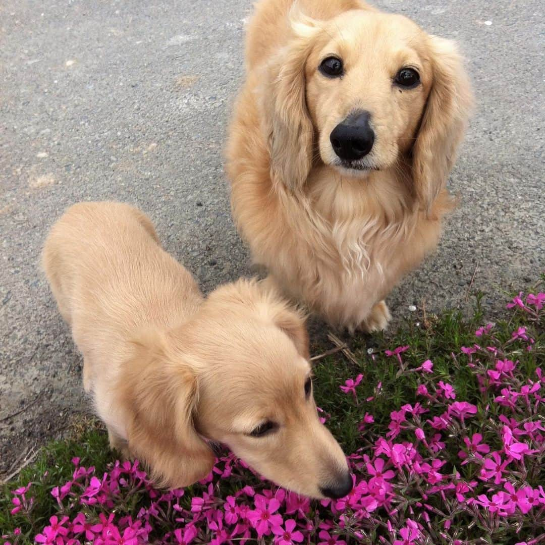 ハッチ＆ニコのインスタグラム