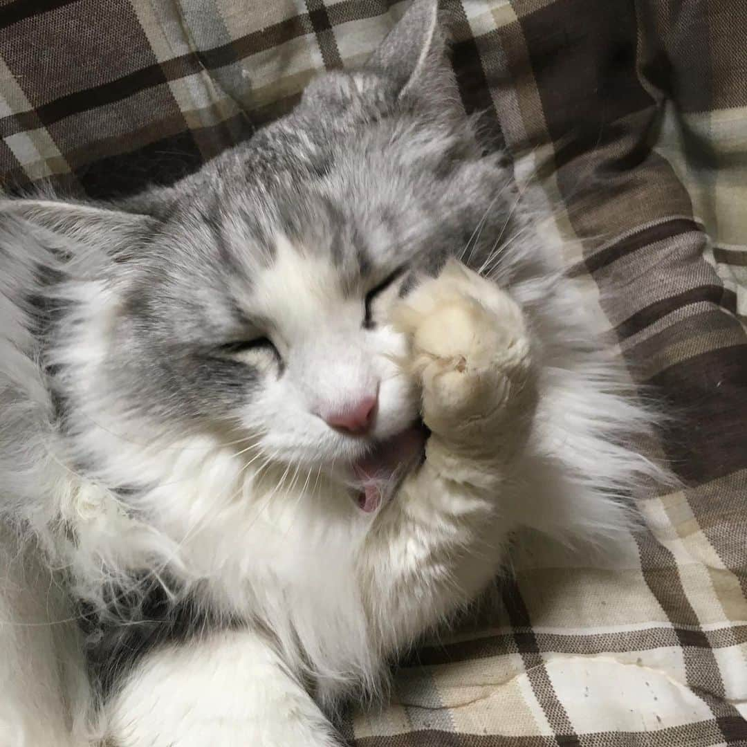 lululukululuさんのインスタグラム写真 - (lululukululuInstagram)「うちの子  lulu😺🧩 不細工ちゃん😂😂😂 #ねこ#ネコ#猫#cat」6月15日 8時12分 - tajitajicat