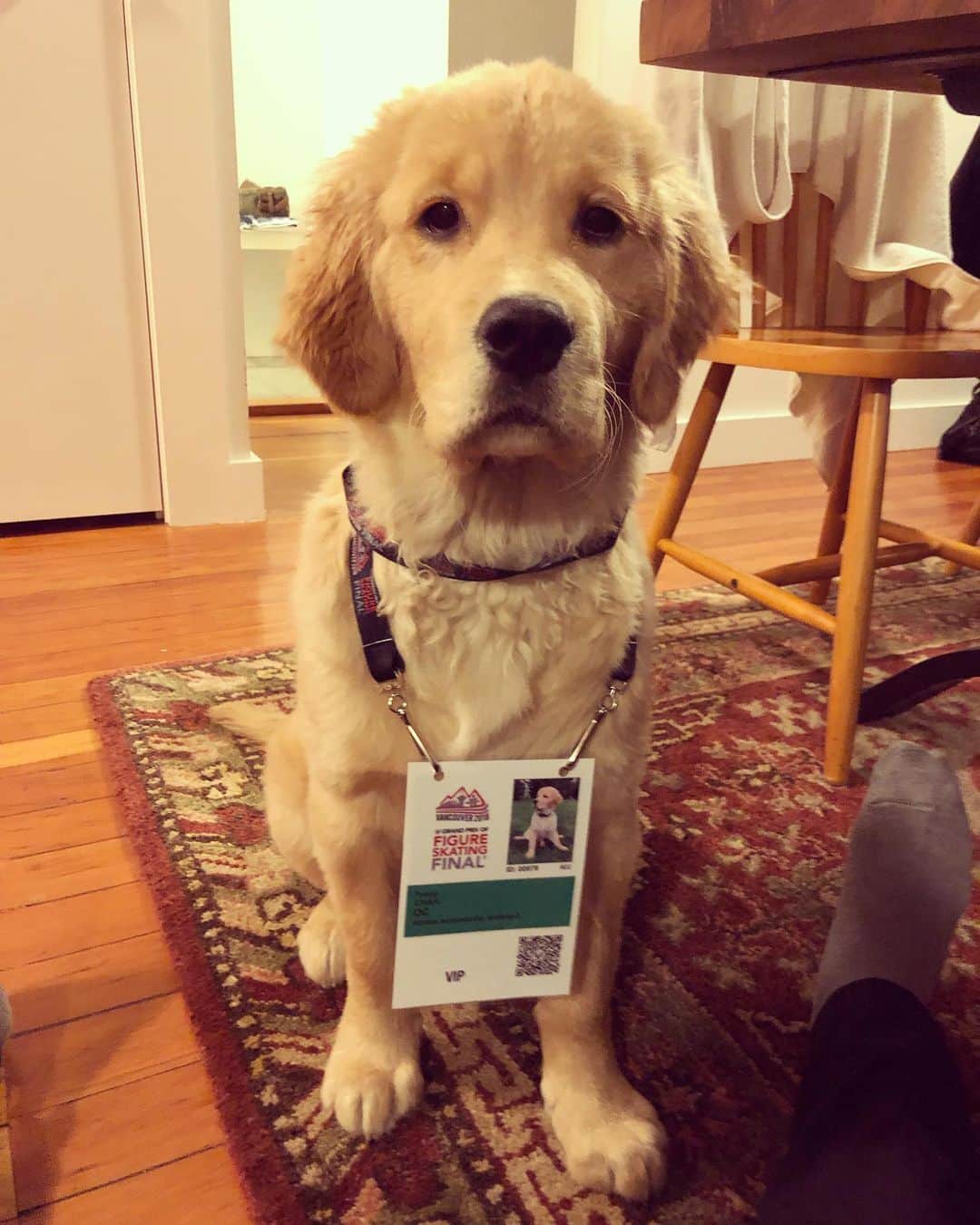パトリック・チャンのインスタグラム：「Get the latest on Poppy Chan and follow @vancity.pops 🐶 #goldenretriever #goldenretrieverofvancouver」