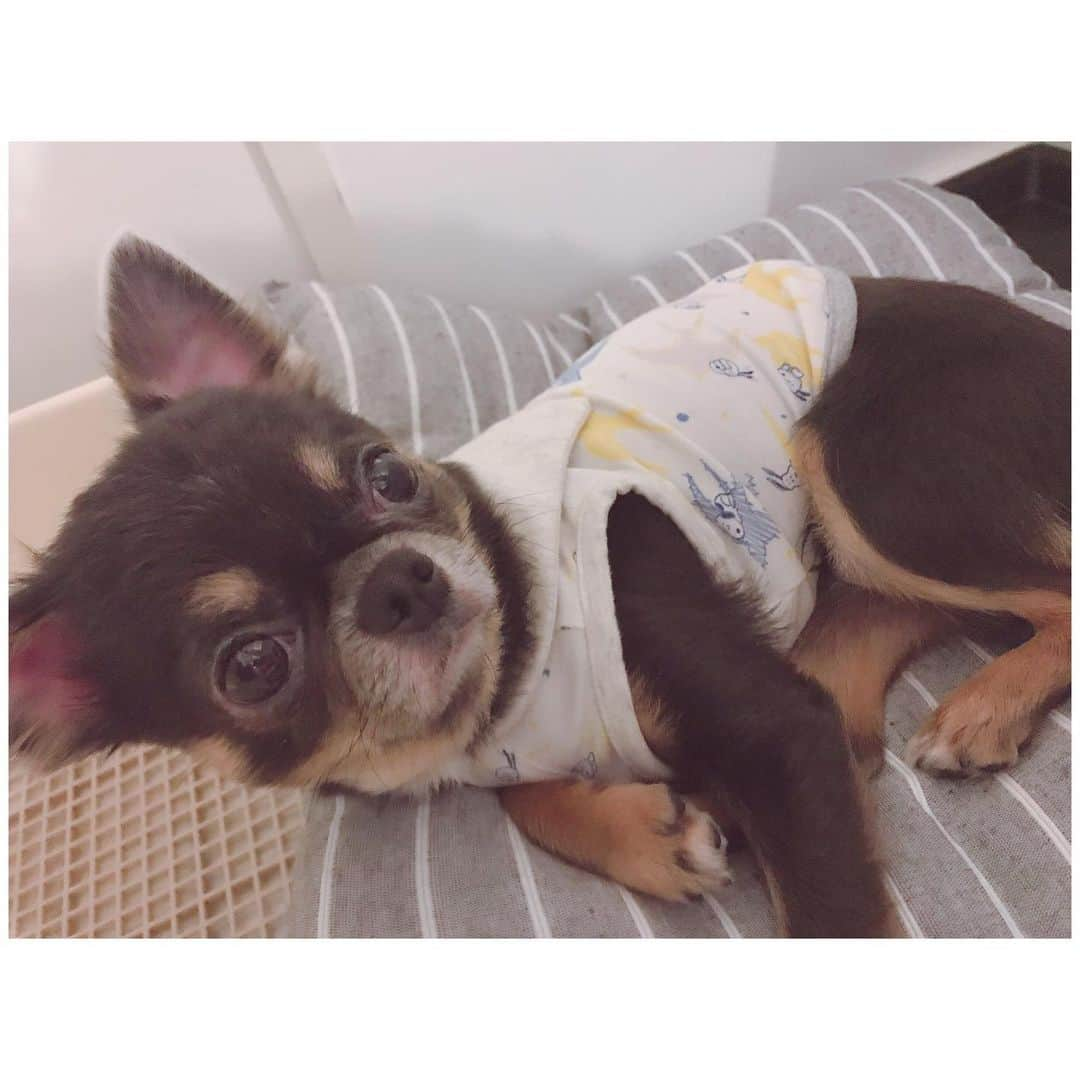 有明ゆなさんのインスタグラム写真 - (有明ゆなInstagram)「おはよう☀ . . . . #愛犬 #ちわわん #ちわわ部 #ちわわ #ちわすたぐらむ #ちわわ大好き #チワワちゃん #チワスタグラム #チワワ #チワワ部 #チワワラブ #チワワ画像 #チワワ大好き #チワワバカ #チワワlove #dog #dogstagram #instadog #gm #goodmorning」6月15日 8時27分 - ariake_yuna